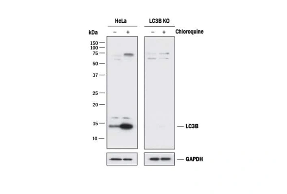 [Novus] Knockout (KO) Validated Antibody 이미지