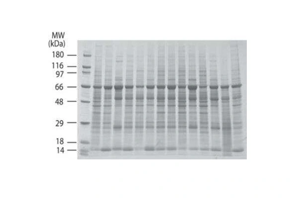 [Novus] INSTA-Blot Western Blot Membranes 이미지