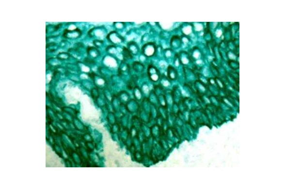 [Novus] Substrate Staining Kit 이미지
