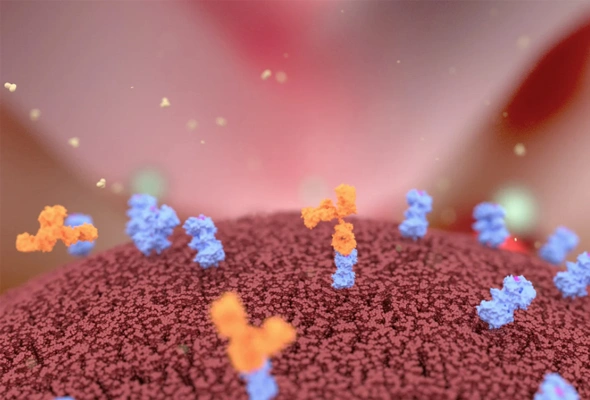 Complement-Dependent Cytotoxicity Assay (CDC) 서비스 이미지