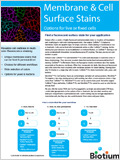 Membrane & Cell Surface Stains 이미지