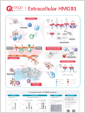 Extracellular HMGB1 이미지