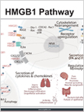 HMGB1 pathway 이미지