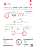 Life cycle of SARS-CoV-2 이미지