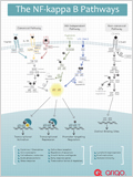 NFkB pathway 이미지