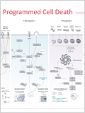 Programmed Cell Death 이미지