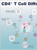 T cell Differentiation 이미지