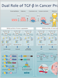 TGF beta pathway 이미지