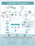 TLR pathway 이미지