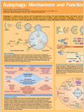 Autophagy Poster 이미지