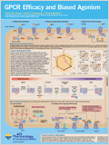 GPCR Efficacy and Biased Agonisom 이미지