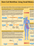 Stem Cell Workflow : Using Small Molecules 이미지