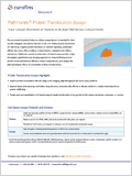 PathHunter® Protein Translocation Assays 이미지