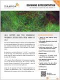 Dopaminergic progenitor differentiation on ... 이미지