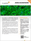 Hepatic cell differentiation on Biolaminin substrates 이미지