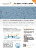 Expansion of pluripotent stem cells on Biolaminin 521 이미지