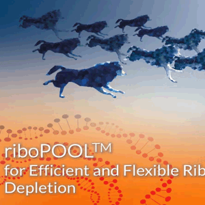 [SITOOL] riboPOOL™ for efficient and flexible ribosomal RNA depletion 이미지