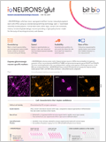 Human-Induced Glutamatergic Neurons 이미지