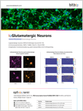 Opti-ox 기술을 이용한 Human iPSC-derived cells 이미지