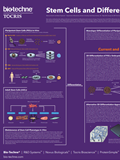 Stem Cells and Differentiation Poster 이미지