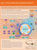 Cell Cycle & DNA Damage Repair Poster 이미지