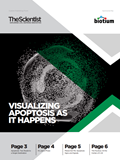 Visualizing Apoptosis as it Happens 이미지