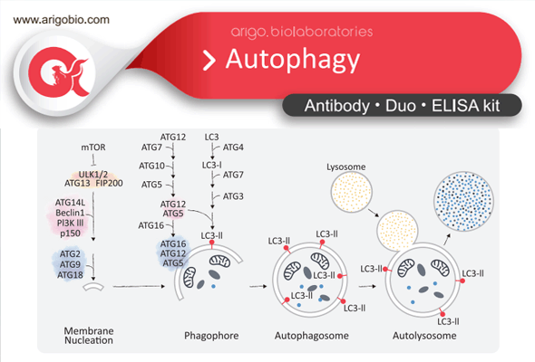 오토파지 항체 | Autophagy Antibody Panel 이미지