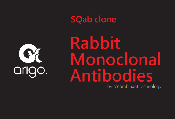 Epitope binding 효율이 높은 SQab clone rabbit monoclonal antibody 이미지