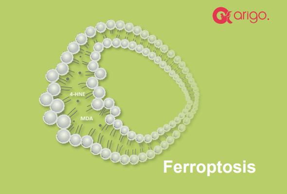 Ferroptosis / Oxytosis Antibody Panel 이미지