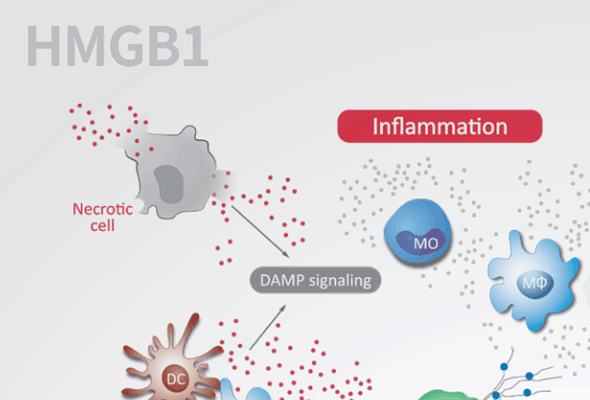 HMGB1 ELISA Kit 이미지