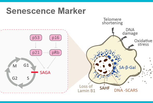 세포노화 마커 항체 | Senescence Marker Antibody 이미지