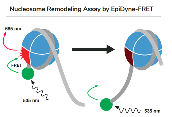 염색질 리모델링 | EpiDyne® Chromatin Remodeling 이미지