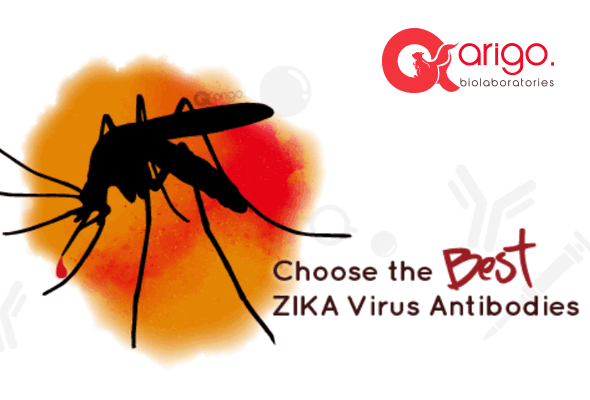 Zika Virus Antibody & Protein 이미지