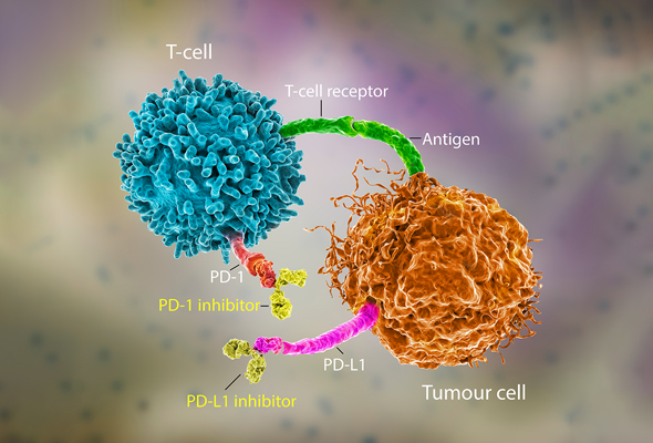 Immune Checkpoint Antibody 이미지