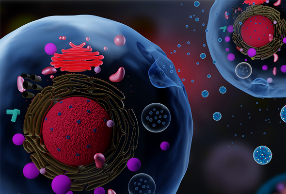 Exosome Component Antibodies & Peptides 이미지