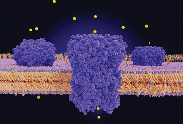 GPCR Antibody & Proteins 이미지