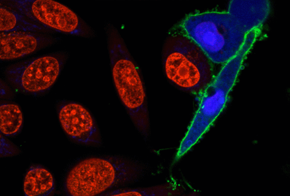 RedDot™ Far-red nuclear counterstains 이미지