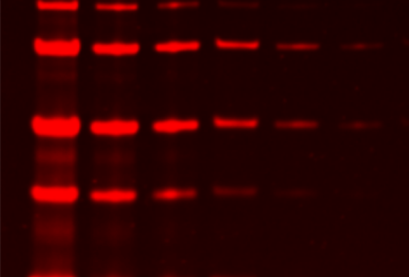 Lumitein™ Protein Gel Stain 이미지