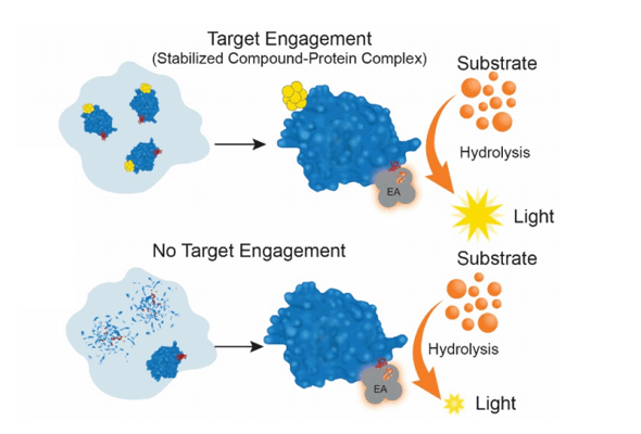 InCELL Hunter Target Engagement Assay | Kinase Binding Assay 이미지