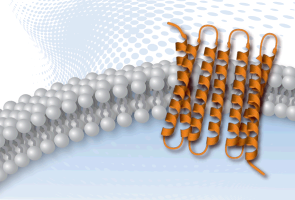 Ready-to-Assay GPCR Frozen Cell 이미지