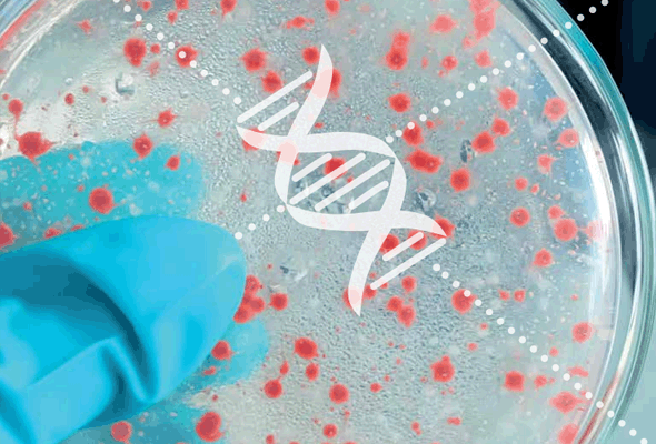 식중독균 PCR 검사 | Food Pathogen PCR Kit 이미지