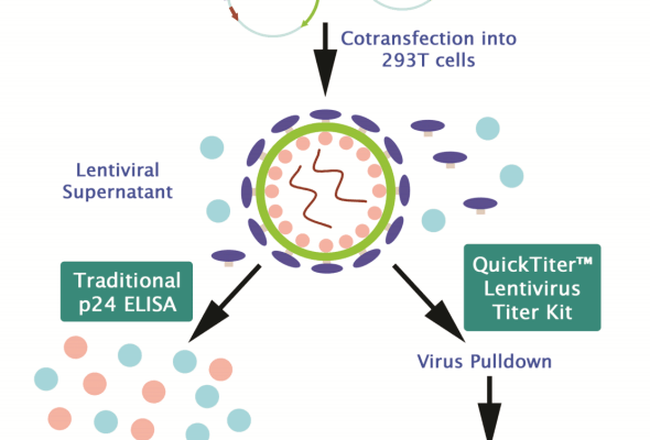 렌티바이러스 정량 | Lentivirus Titer & Quantitation Kits 이미지