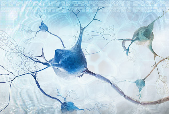 Neuroscience/Neural Signaling Antibody & Protein 이미지