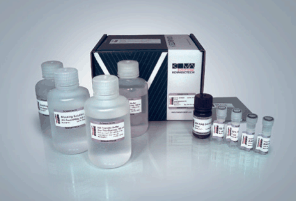 DAB/TMB Western Blot Kit 이미지