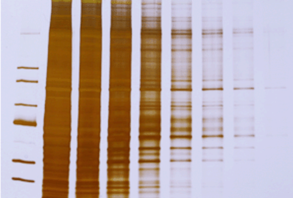 EzWay™ Protein-Silver Staining Kit 이미지