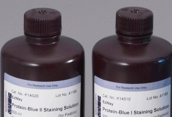 단백질 젤 염색 | EzWay™ Protein-Blue Staining Solution 이미지