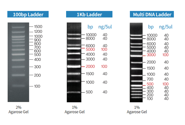 DNA Ladder | DNA Marker 이미지