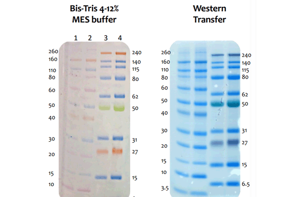 ELITE Pre-stained Protein Ladder 이미지