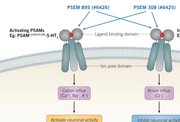 Chemogenetics Small Molecules 이미지