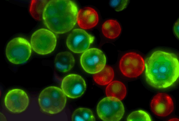 ROS/NOS Dye | Biotin & Streptavidin Conjugates 이미지